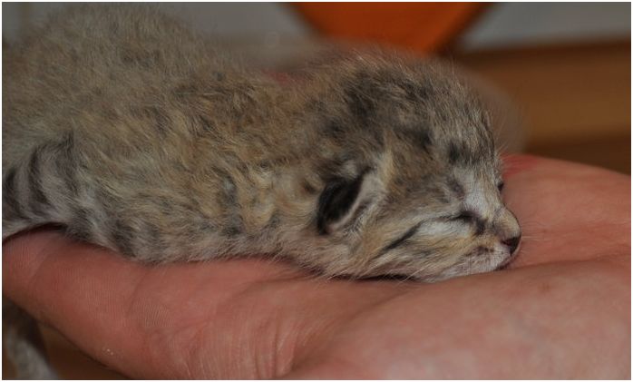 Come Svezzare Un Gattino Orfano Associazione A Coda Alta Ferrara